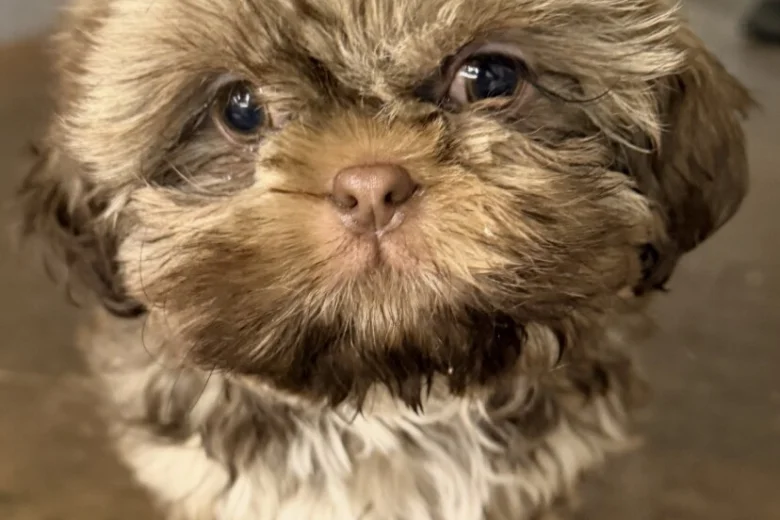 Shih Tzu