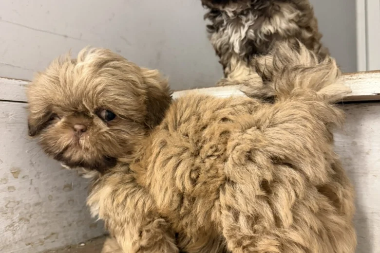 Shih Tzu