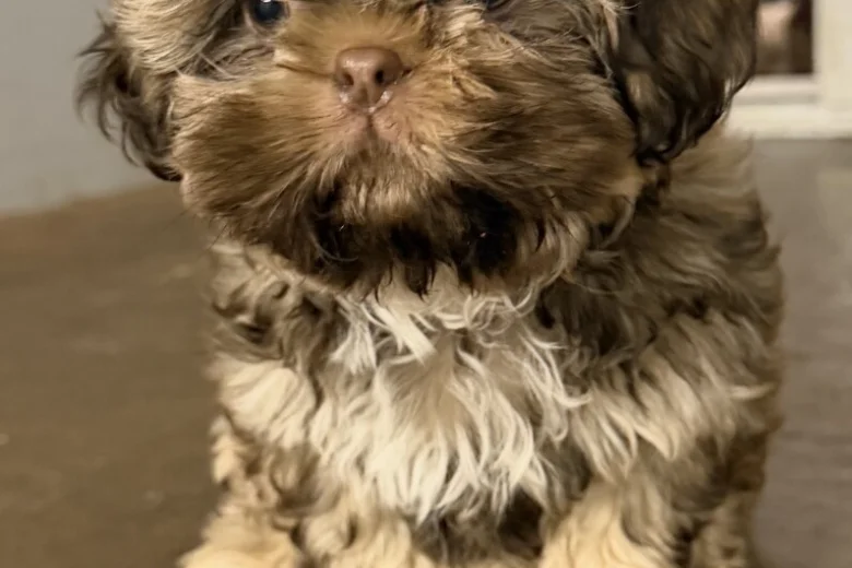 Shih Tzu