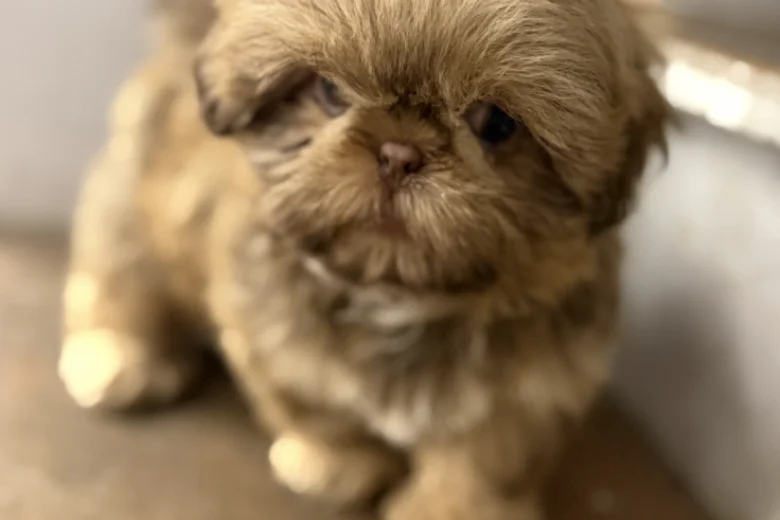 Shih Tzu