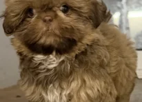 Puppy 2