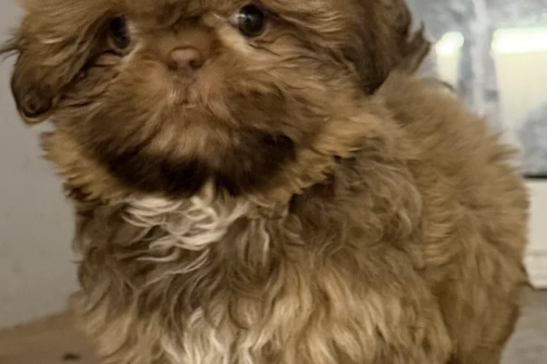 Shih Tzu