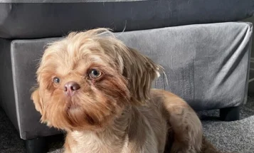 Shih Tzu