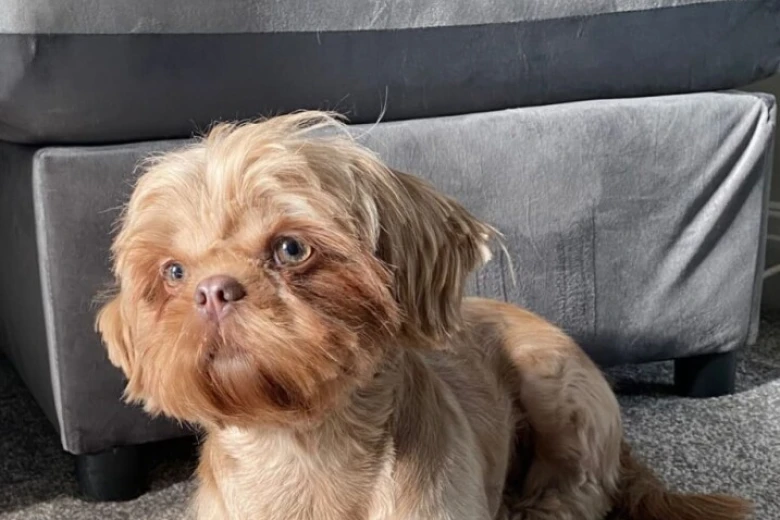 Shih Tzu
