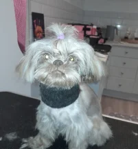 Muffin