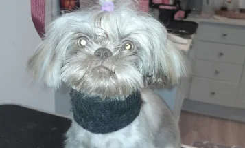 Shih Tzu