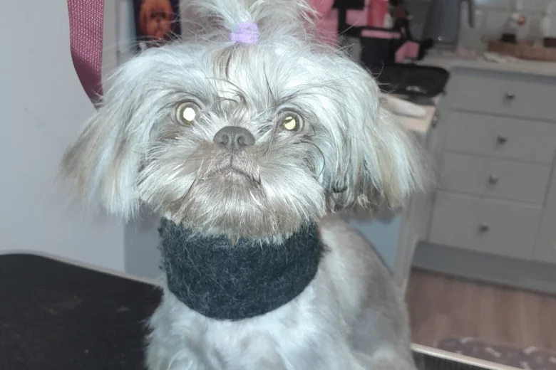 Shih Tzu