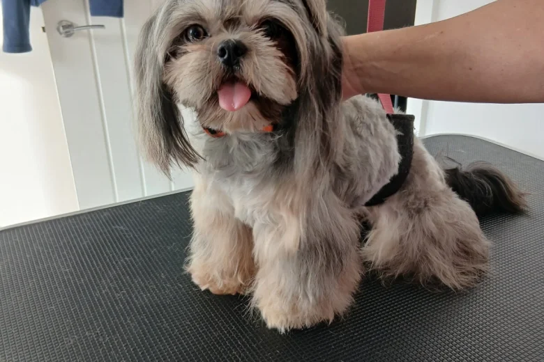 Shih Tzu