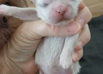 Puppy 1