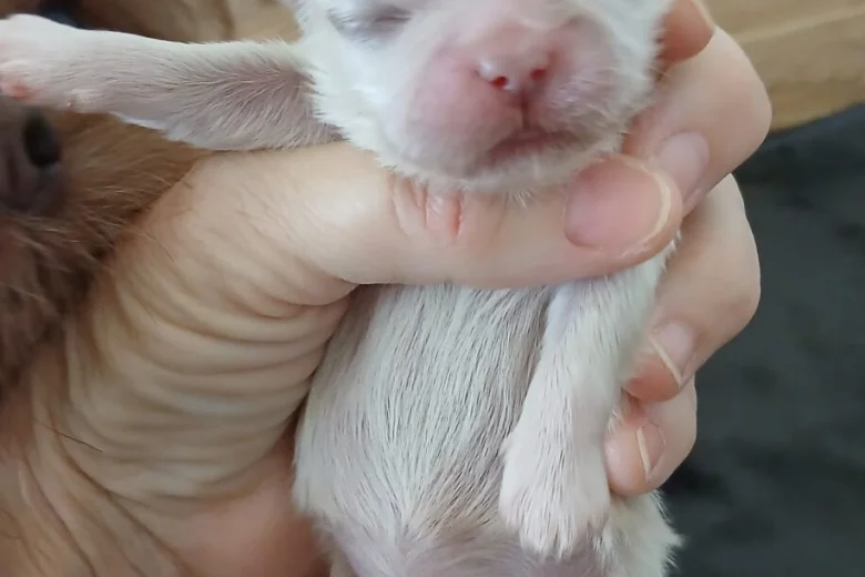 Shih Tzu