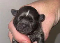 Puppy 2