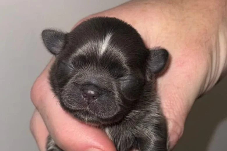 Shih Tzu