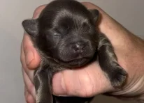 Puppy 3