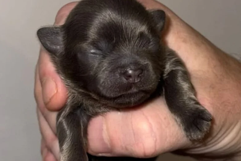 Shih Tzu