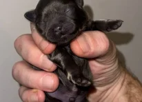 Puppy 4