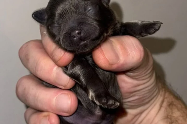Shih Tzu