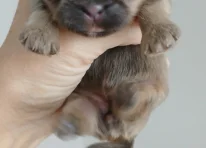 Puppy 5
