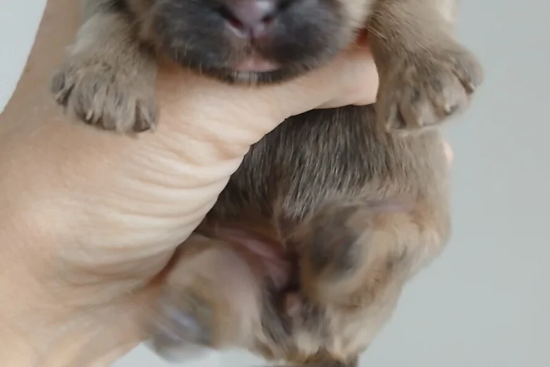 Shih Tzu