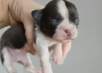 Puppy 6