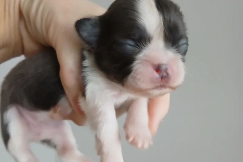 Shih Tzu