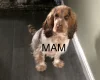 Cocker Spaniel (Show)