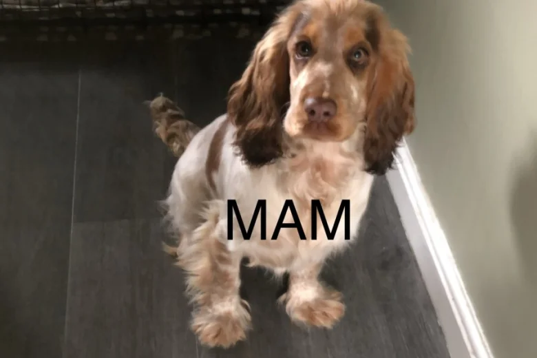 Cocker Spaniel (Show)