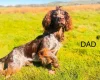 Cocker Spaniel (Show)
