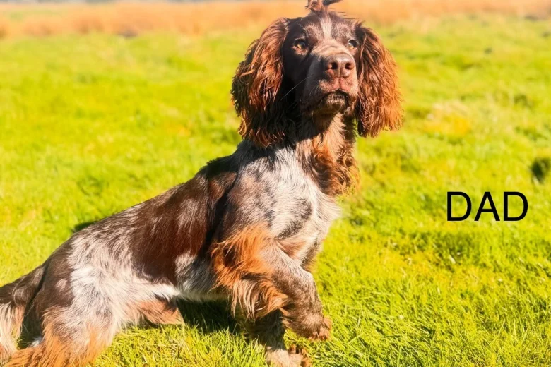 Cocker Spaniel (Show)