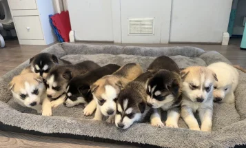 Siberian Husky