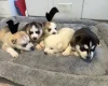 Siberian Husky