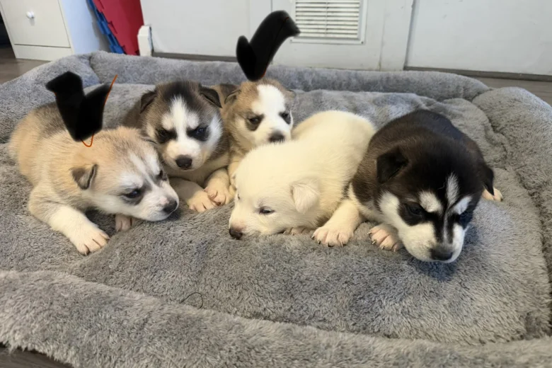 Siberian Husky