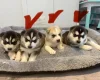 Siberian Husky