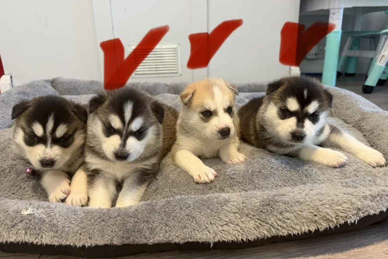 Siberian Husky