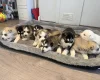 Siberian Husky