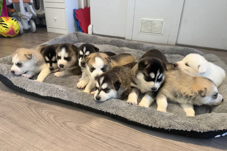 Siberian Husky