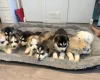 Siberian Husky