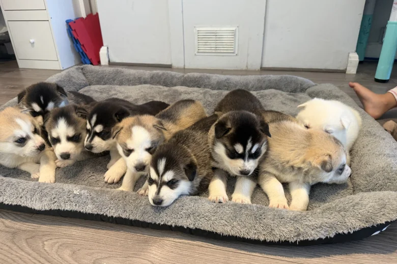 Siberian Husky