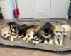 Siberian Husky