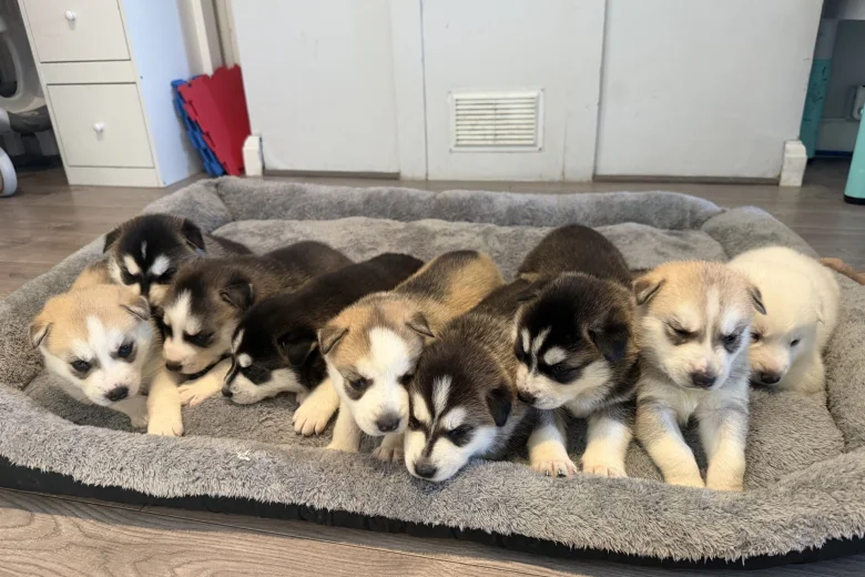 Siberian Husky