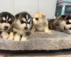 Siberian Husky