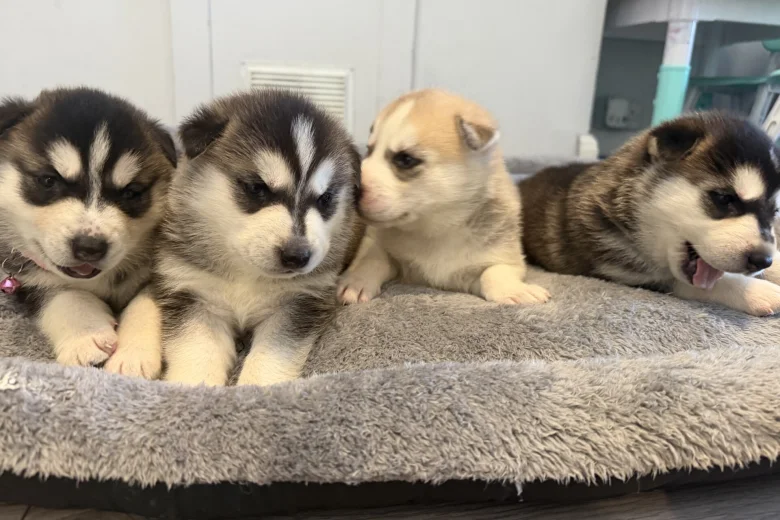 Siberian Husky