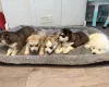 Siberian Husky
