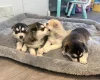 Siberian Husky