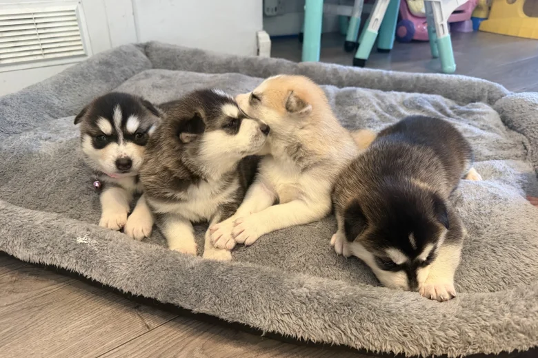 Siberian Husky