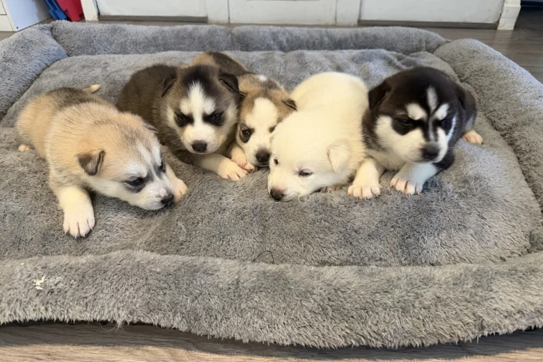 Siberian Husky