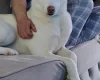 Siberian Husky