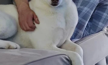 Siberian Husky