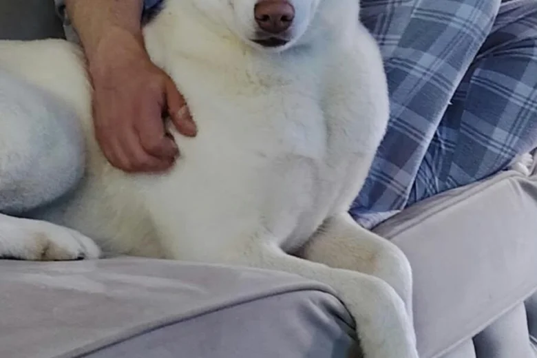 Siberian Husky