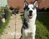 Siberian Husky