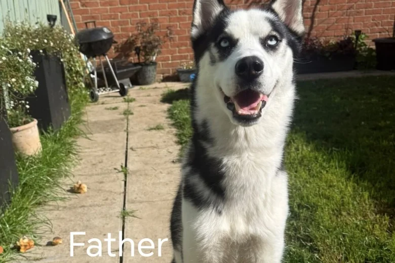 Siberian Husky